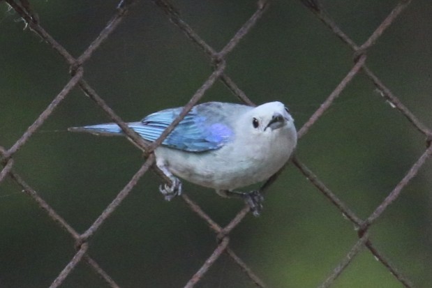 Blue-gray Tanager - ML47884161