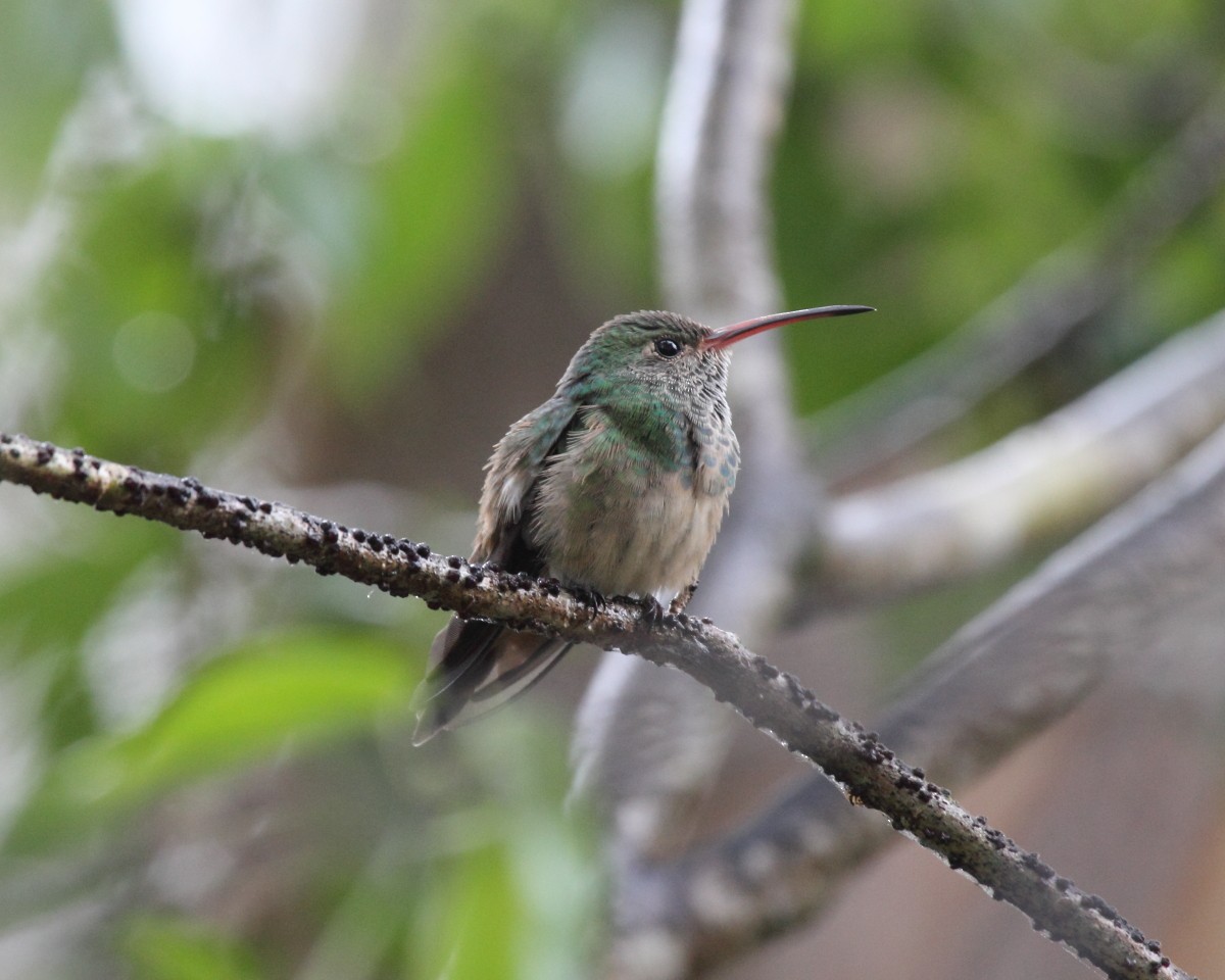 Buff-bellied Hummingbird - Mike V.A. Burrell