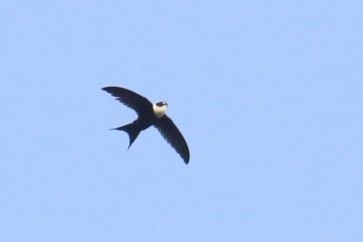 Lesser Swallow-tailed Swift - Knut Hansen