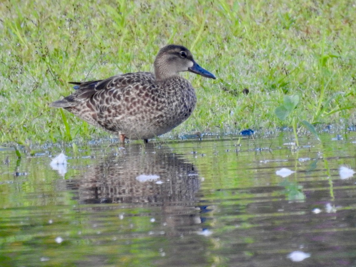 Blue-winged Teal - ML478844931
