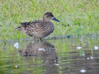 Blue-winged Teal, ML478844931