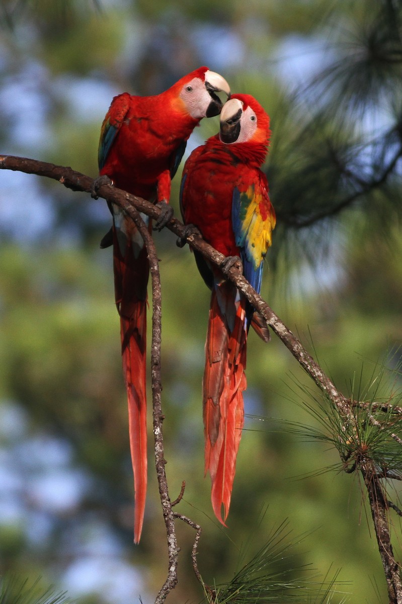 Scarlet Macaw - Alex Lamoreaux