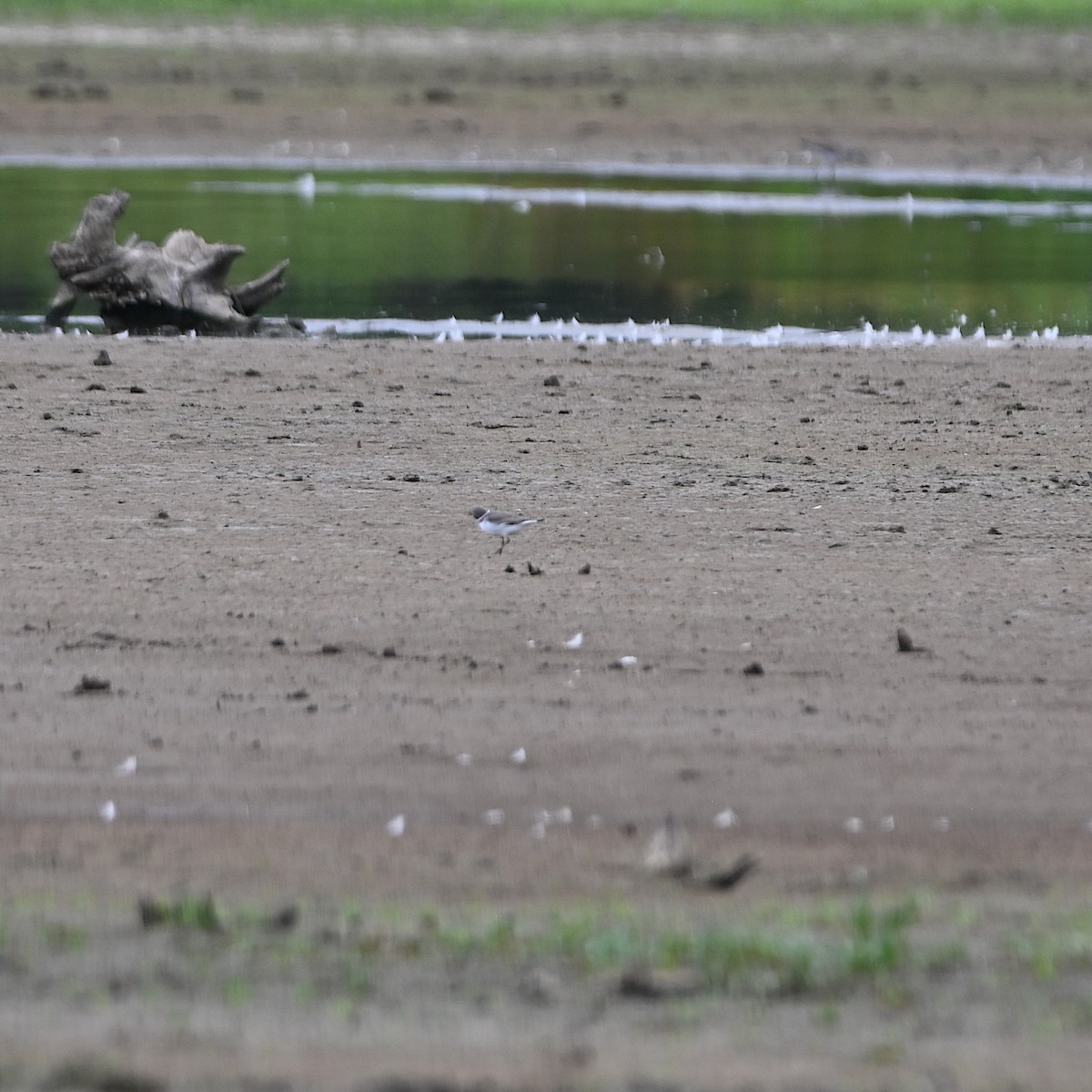 Semipalmated Plover - ML478855361