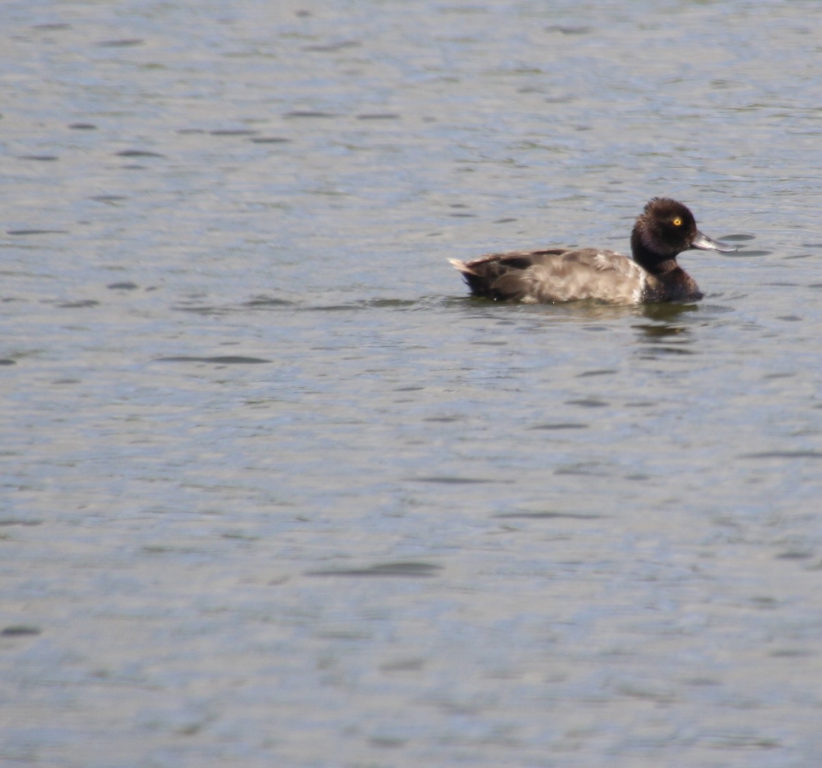 eBird Checklist - 27 Aug 2022 - Minor E Clark Fish Hatchery - 24 species