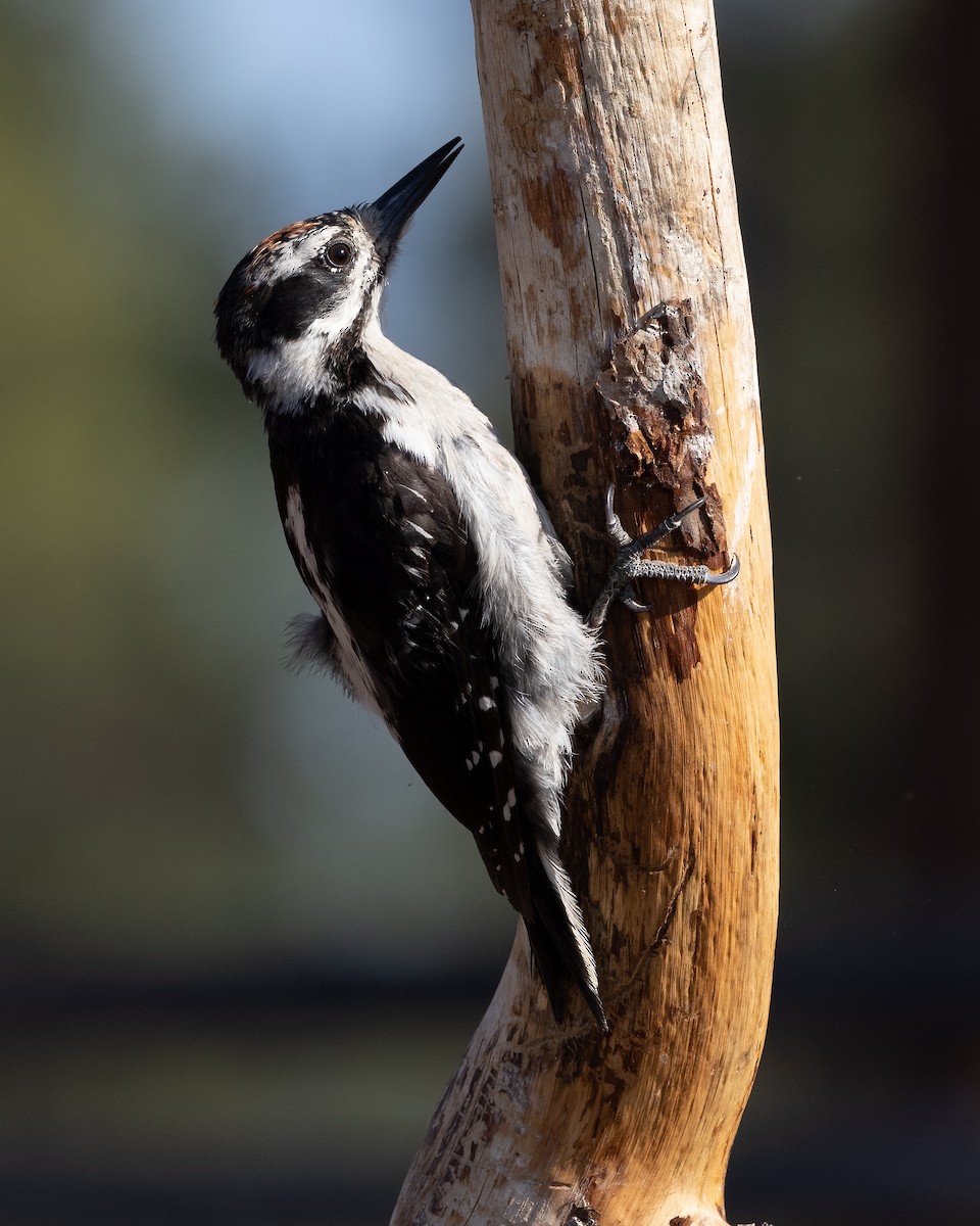 Hairy Woodpecker - Kathryn Alexander