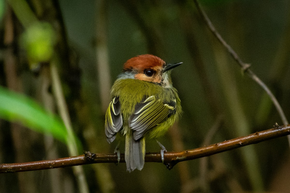 Rufous-crowned Tody-Flycatcher - Alex Wang
