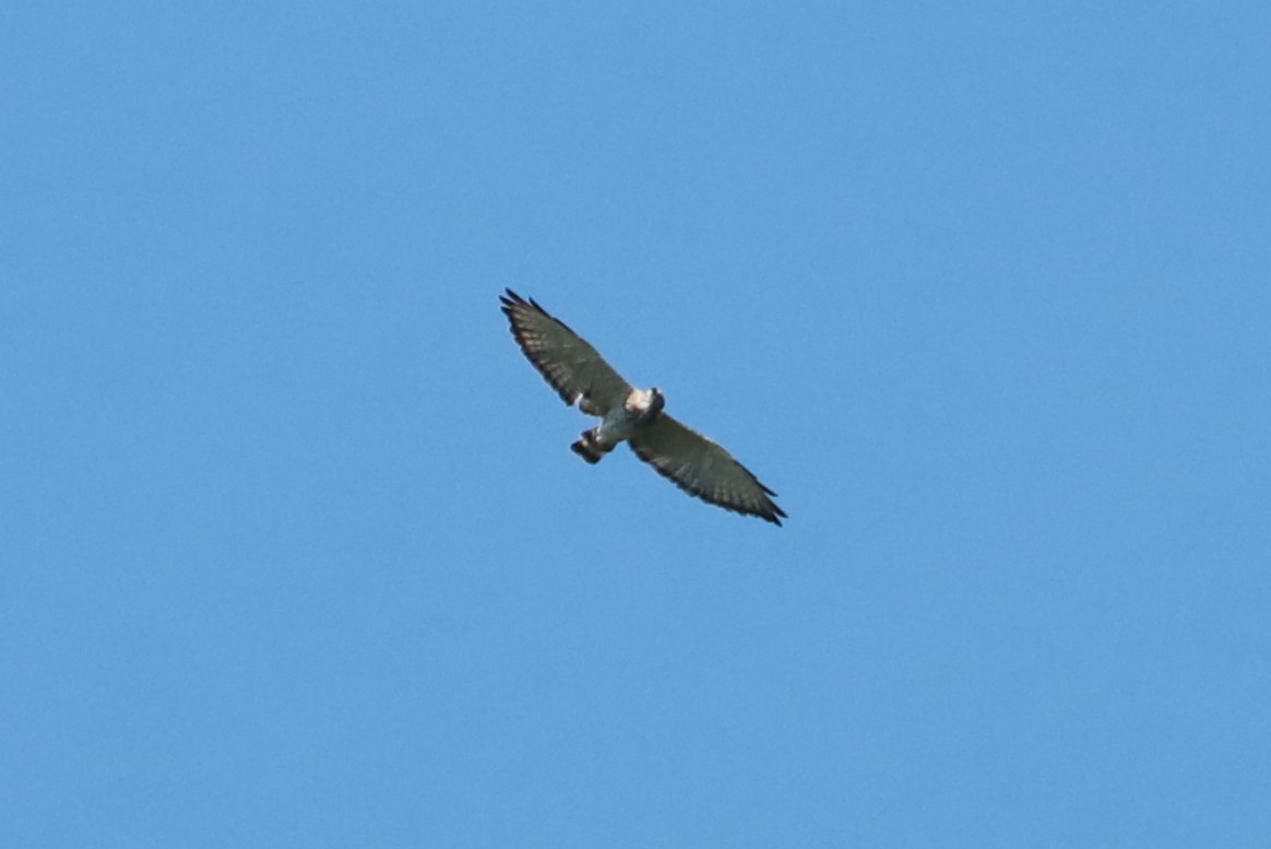Broad-winged Hawk - ML478872881