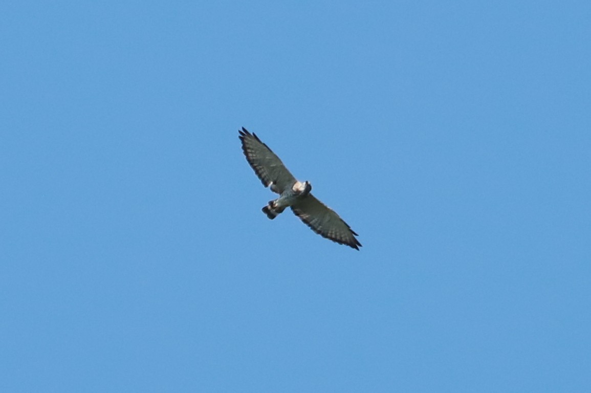 Broad-winged Hawk - ML478872891