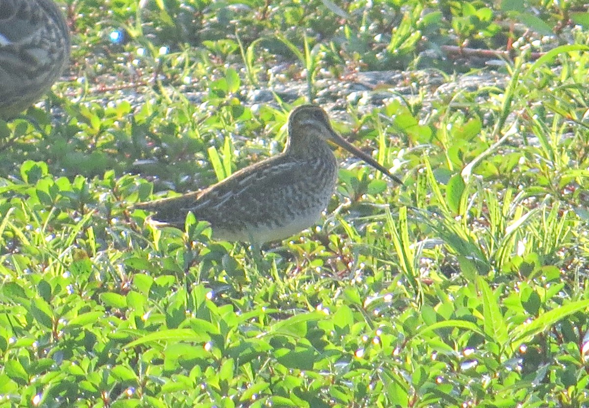 eBird Checklist 27 Aug 2022 Celery Bog Nature Area 71 species (+1