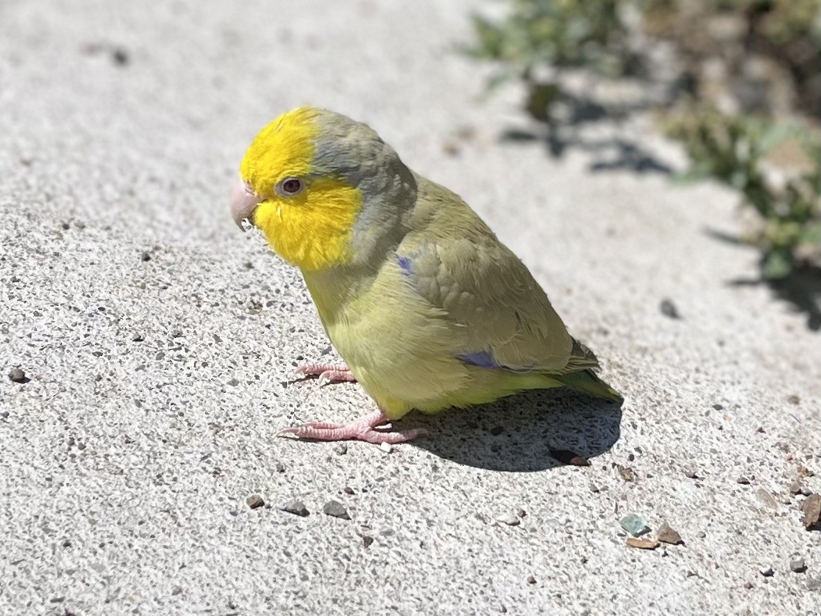 papoušíček žlutolící - ML478890041