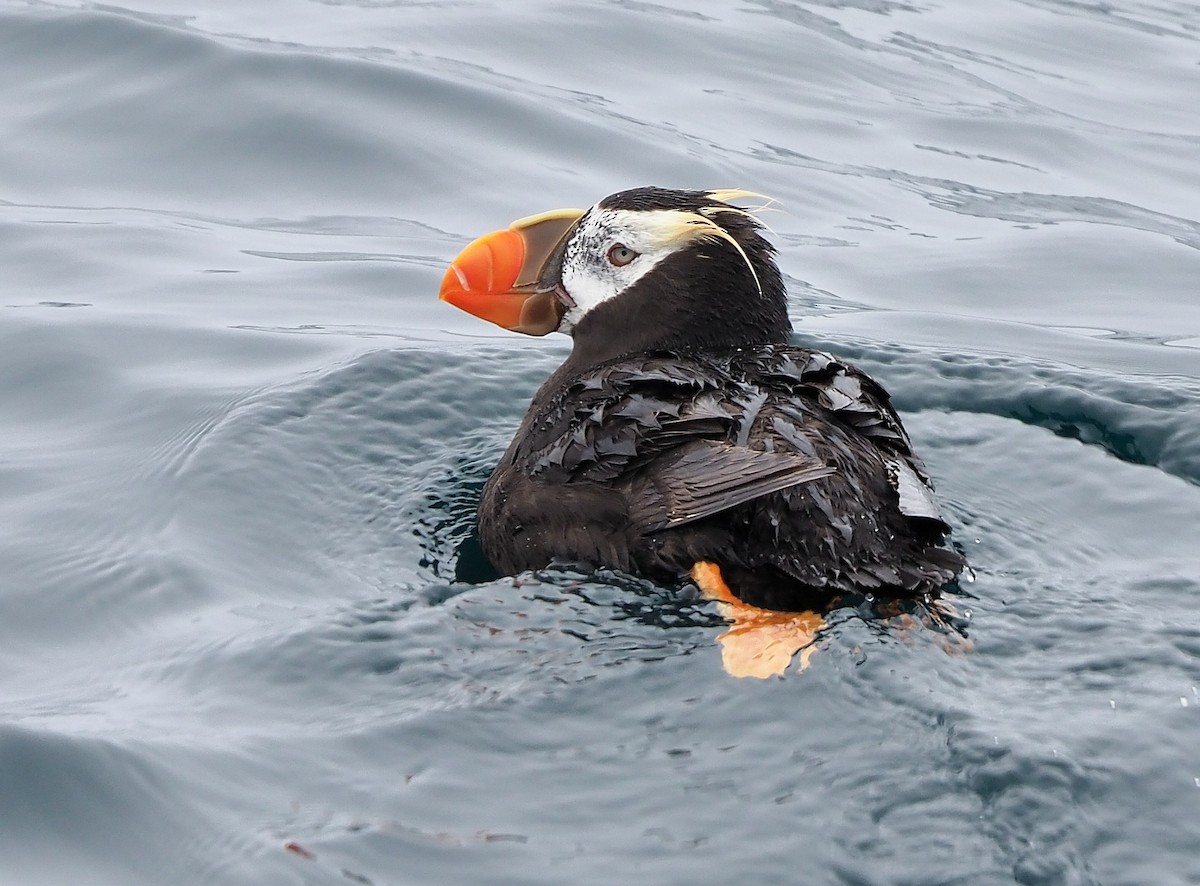 Tufted Puffin - ML478890621