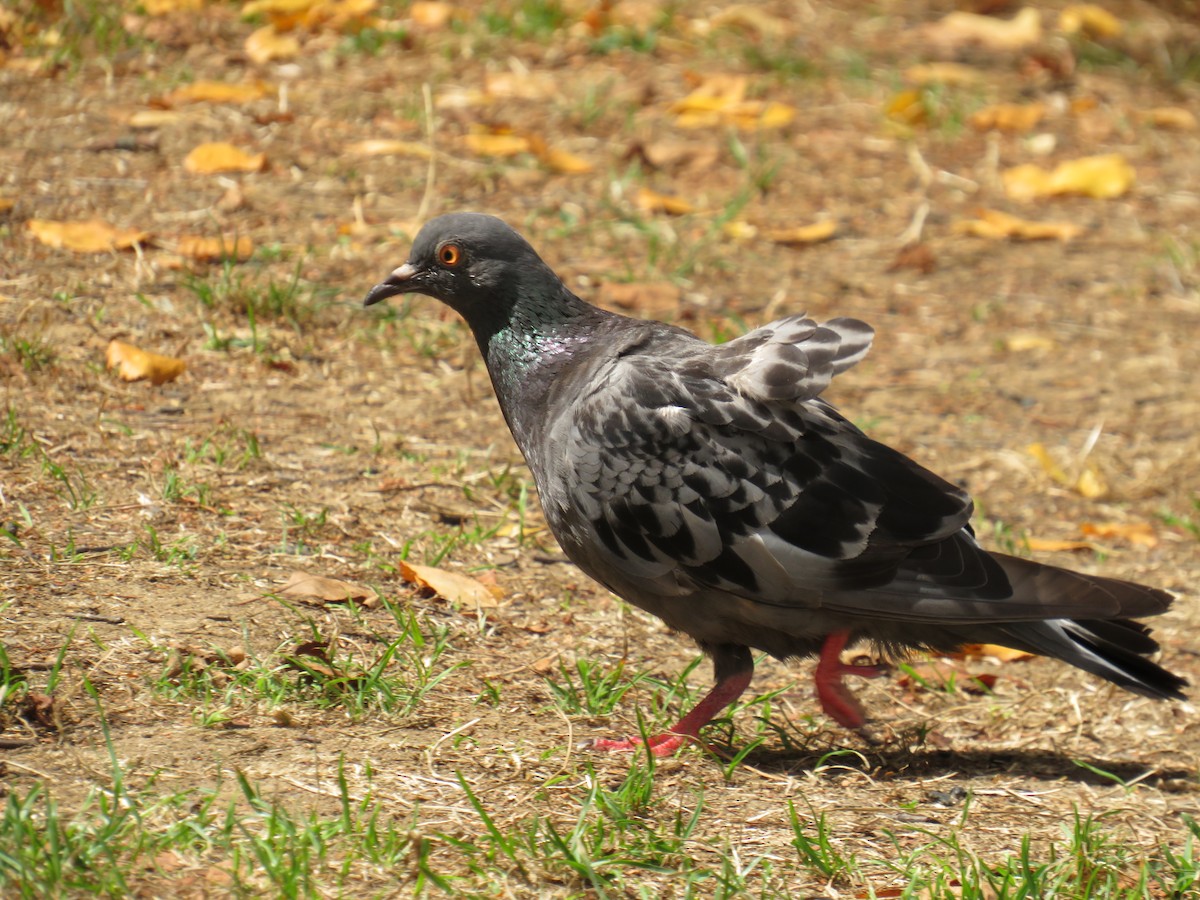 Rock Pigeon (Feral Pigeon) - ML478891751
