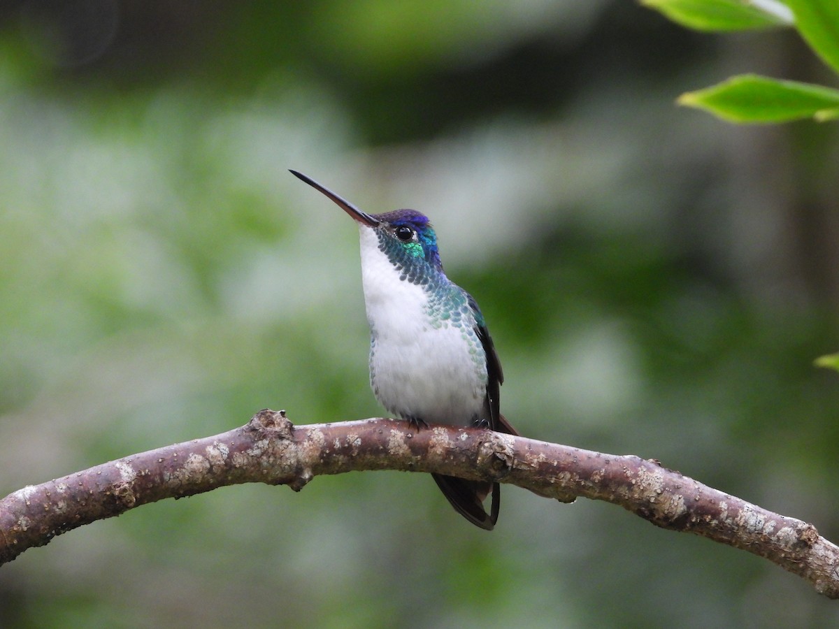 kolibřík andský - ML478912461