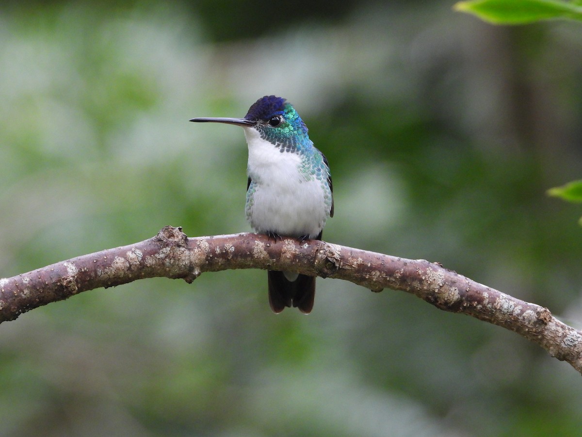 kolibřík andský - ML478912471