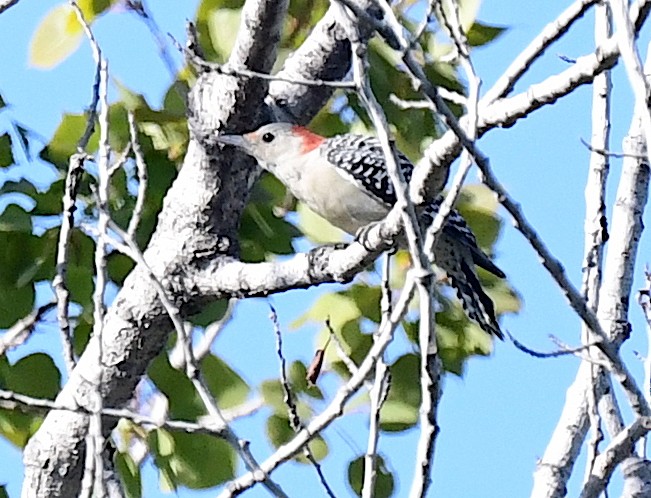 Red-bellied Woodpecker - ML478913851