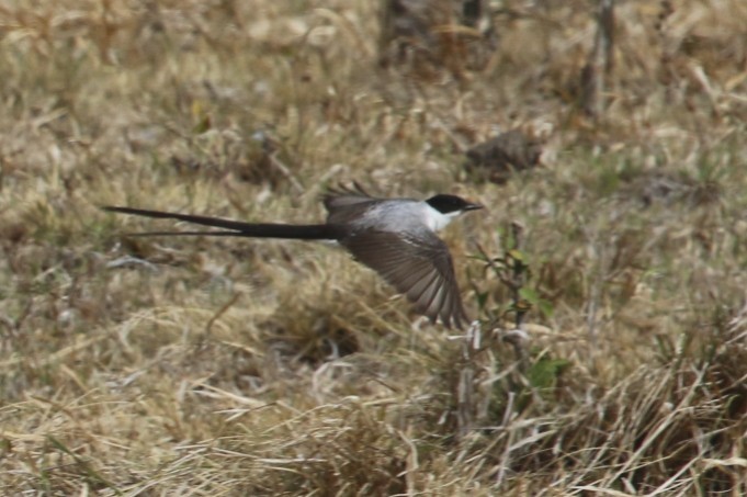 Fork-tailed Flycatcher - ML47892351