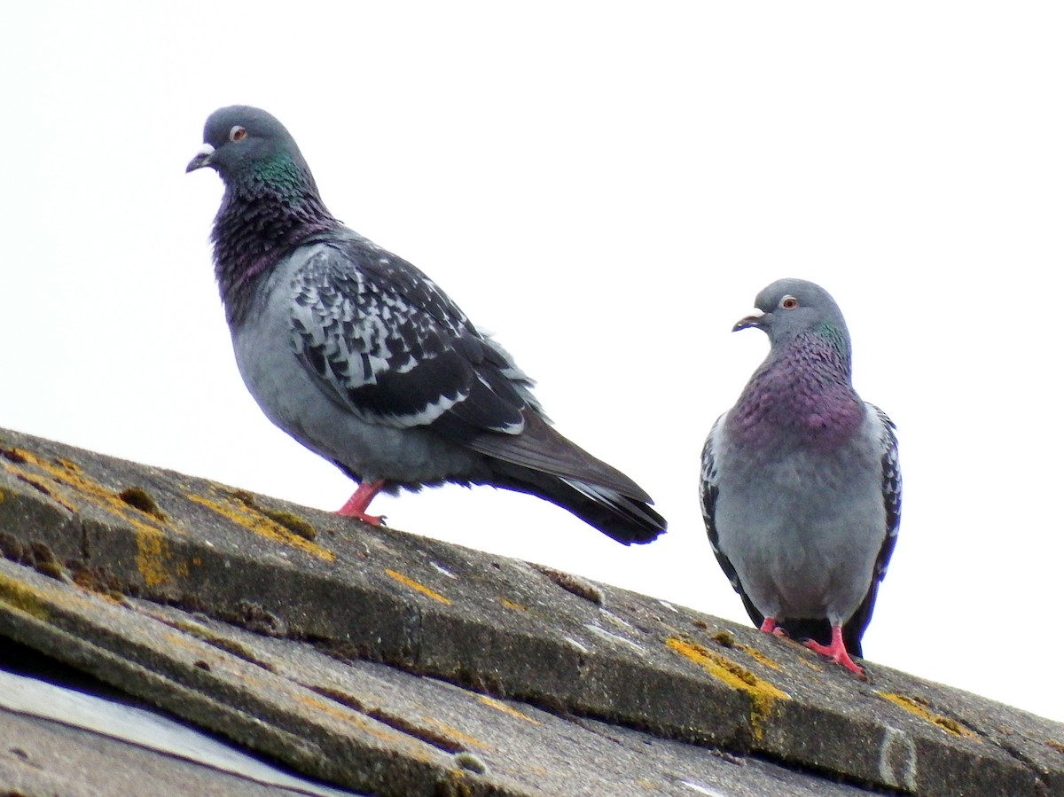 Rock Pigeon (Feral Pigeon) - ML478925091