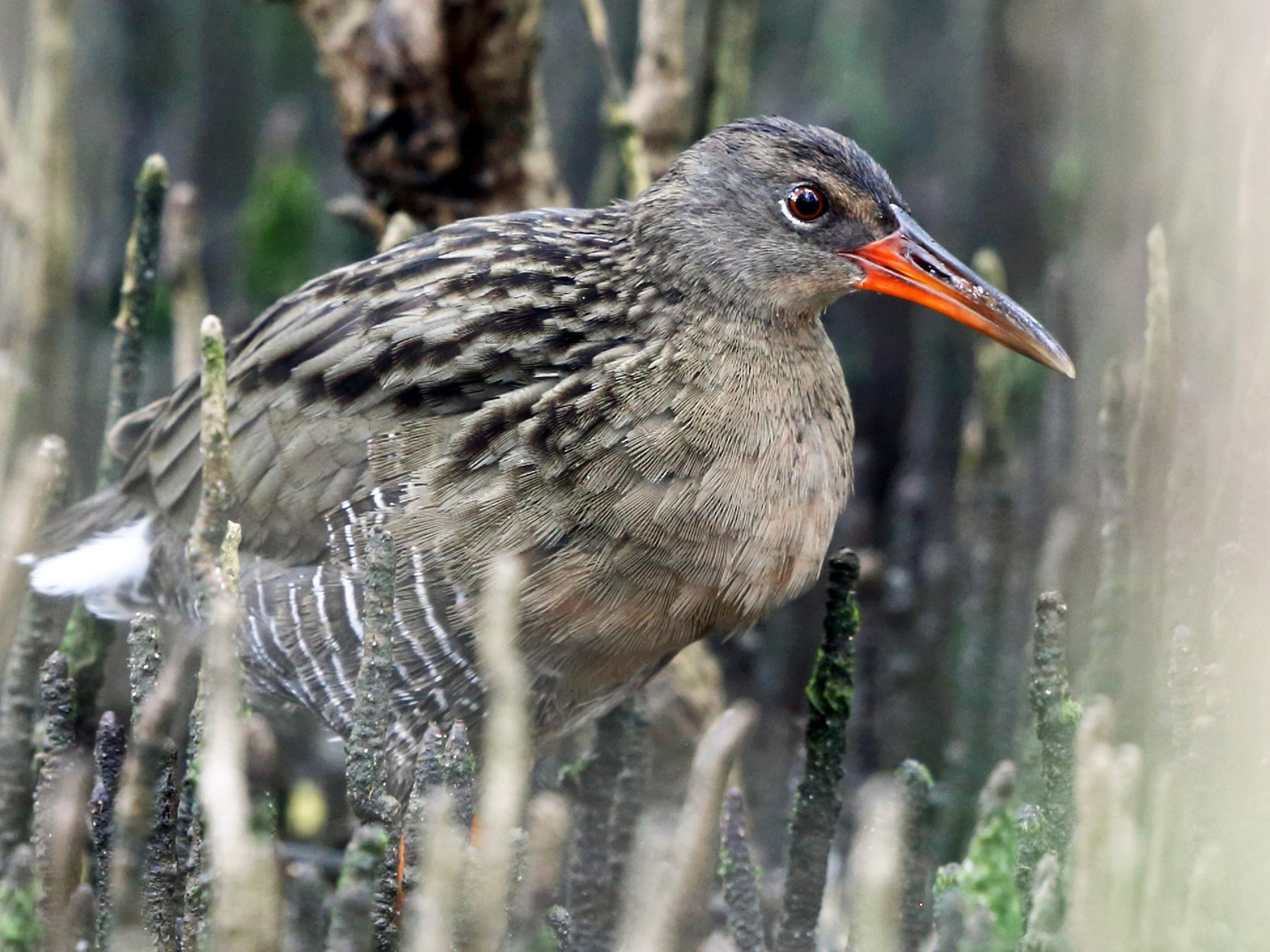 Mangrove Rail - eBird