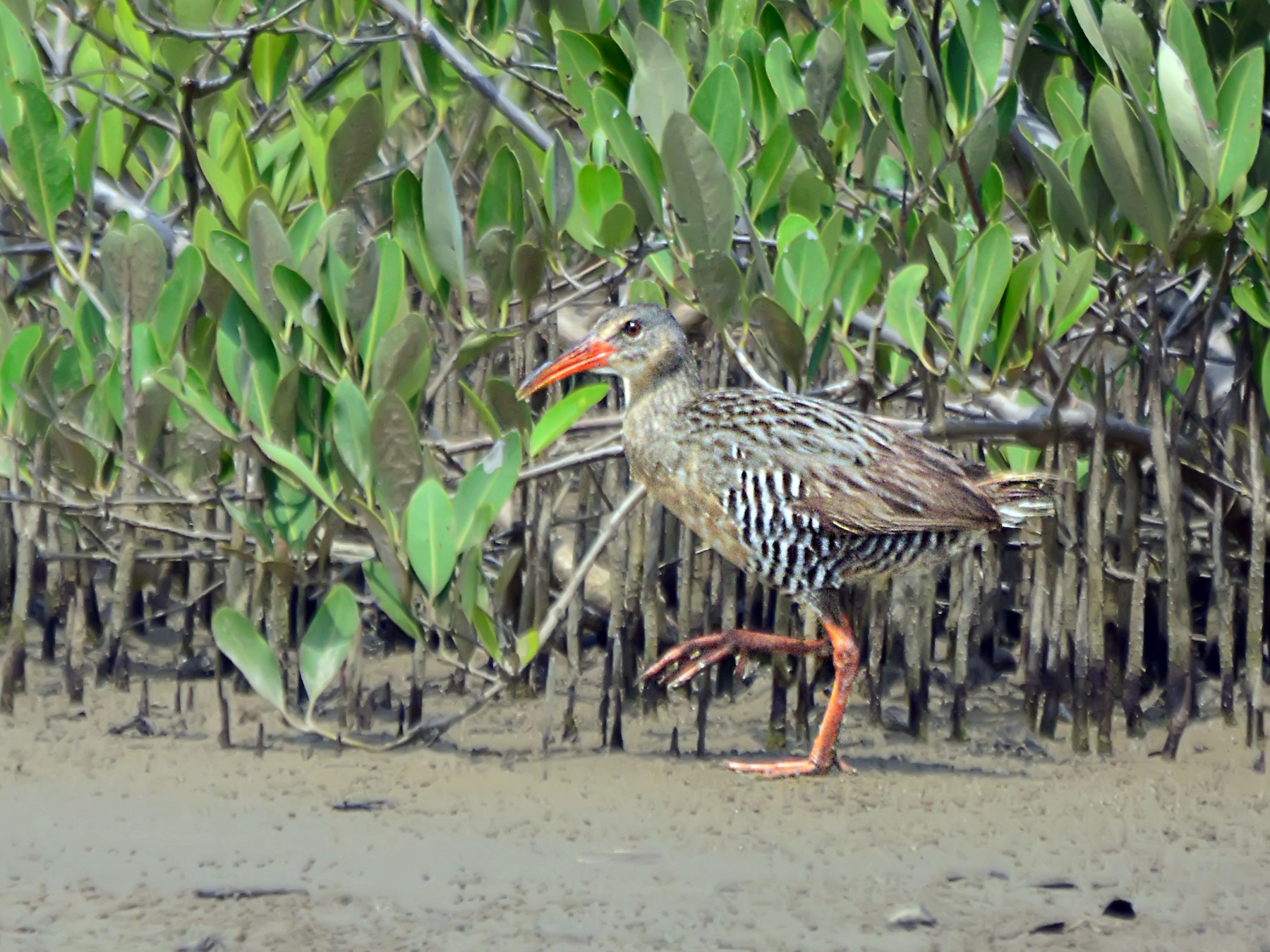 Râle gris - eBird