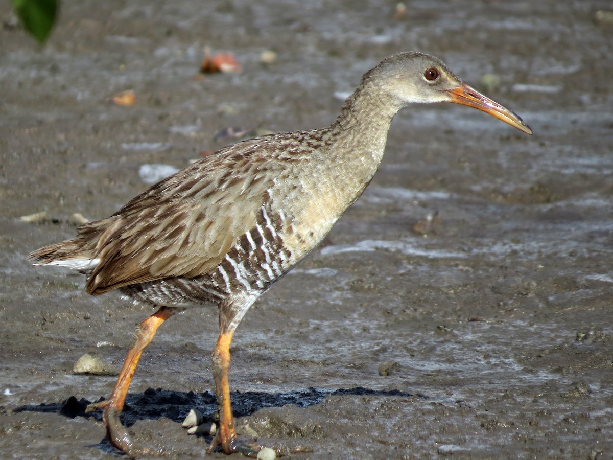 Mangrove Rail - Rallus longirostris - Birds of the World