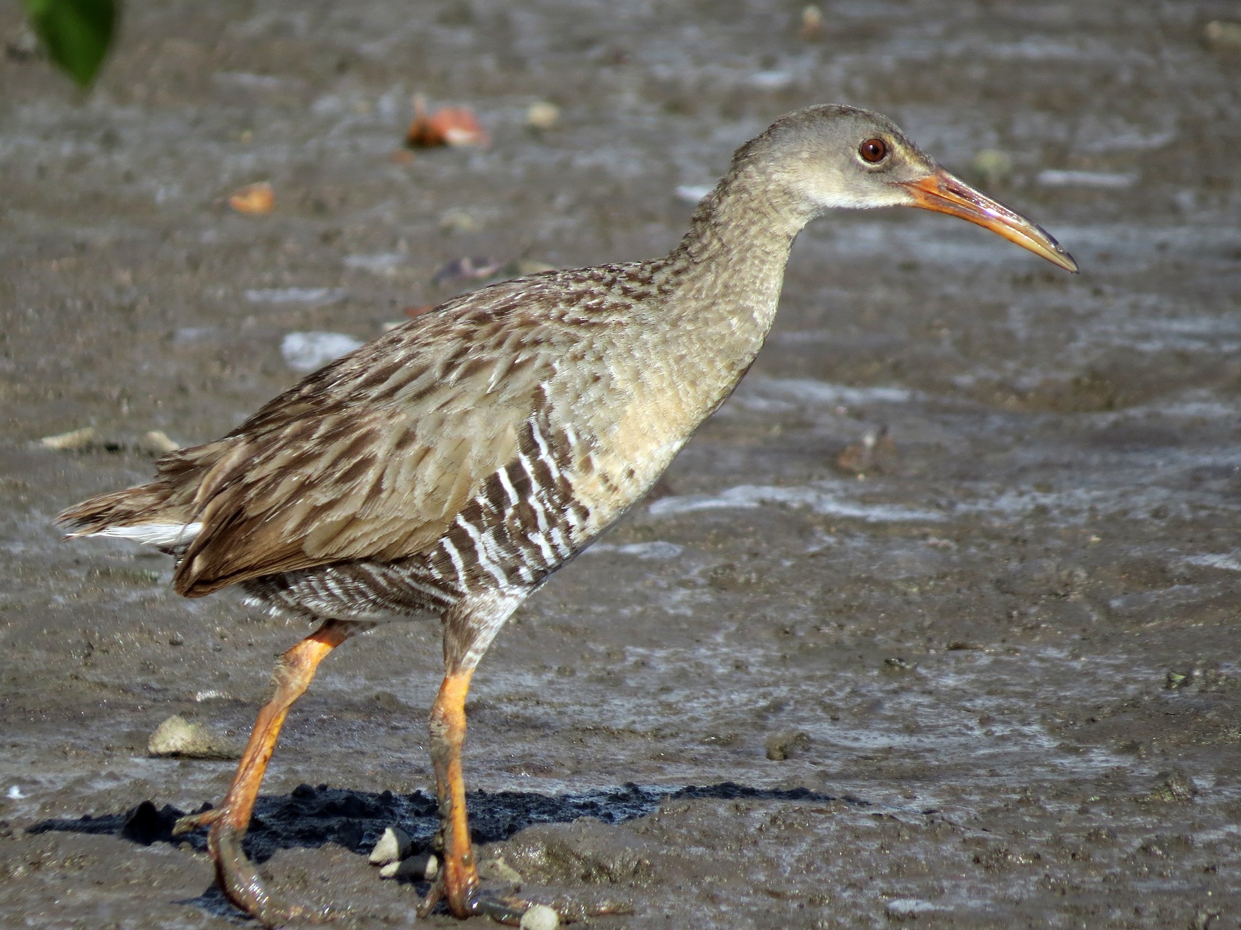 Râle gris - eBird