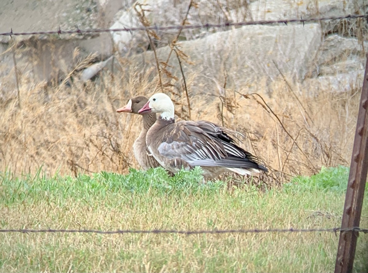 Greater White-fronted Goose - ML478930731
