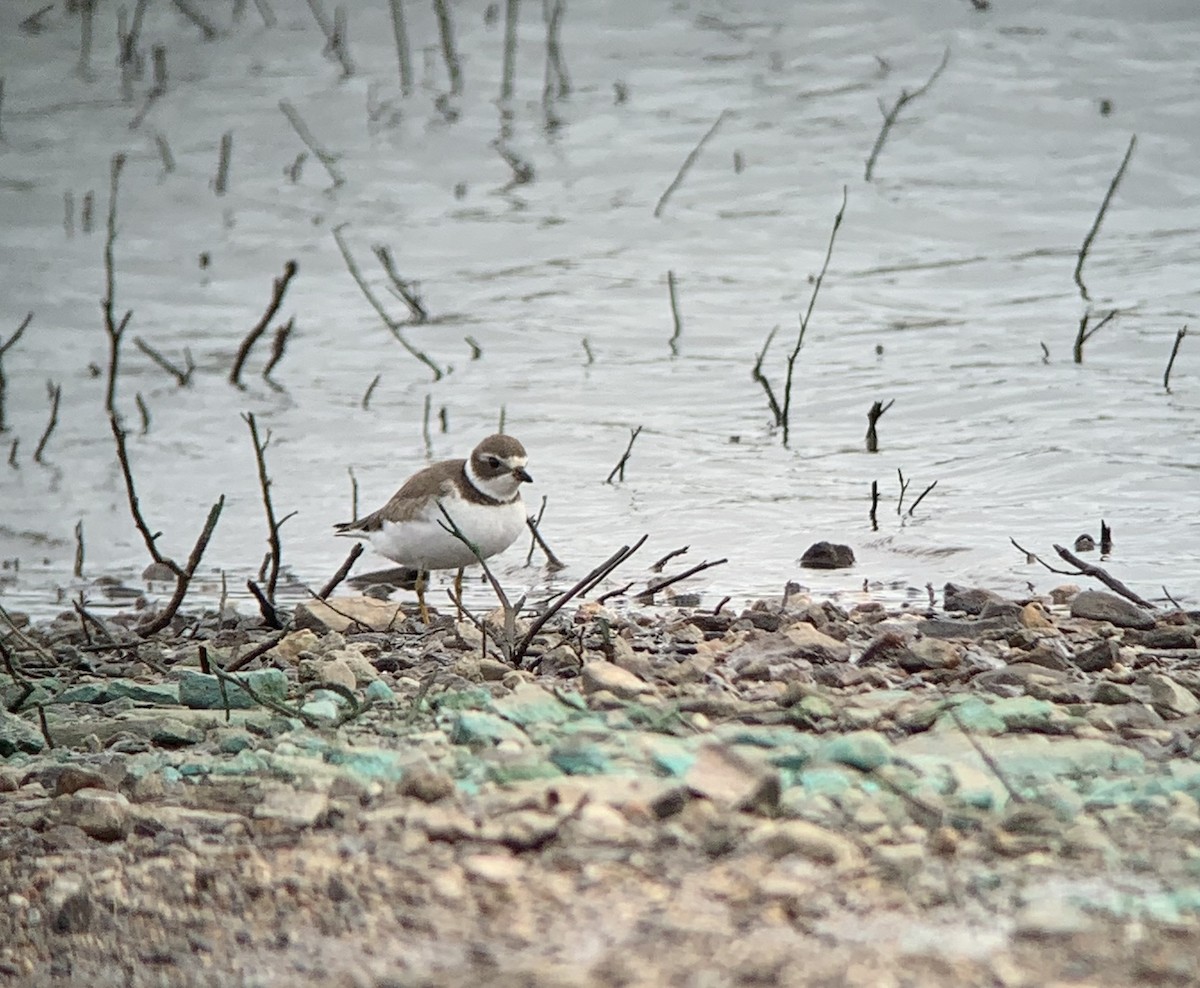 Semipalmated Plover - ML478931161