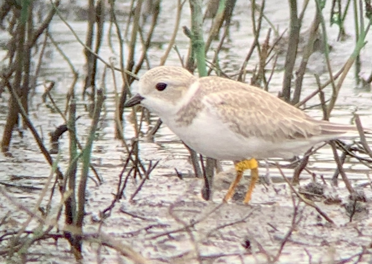 Piping Plover - ML478931231