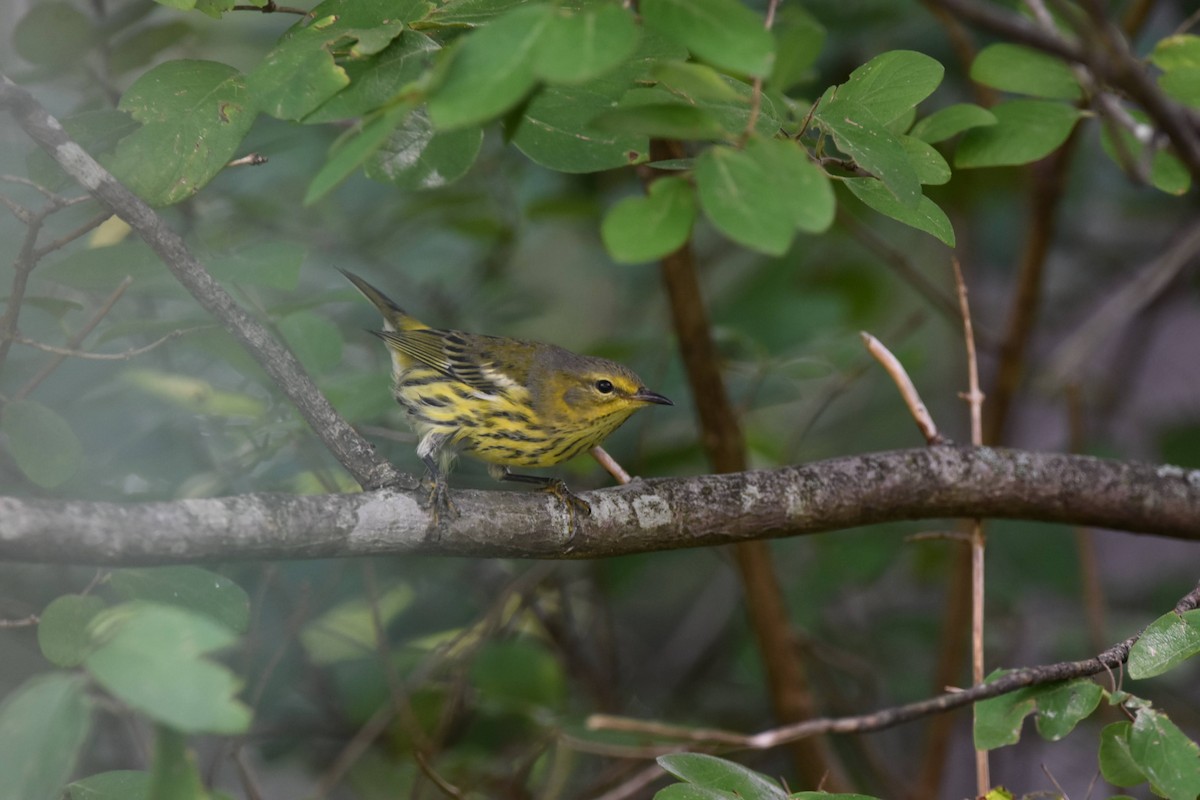 Cape May Warbler - ML478932061