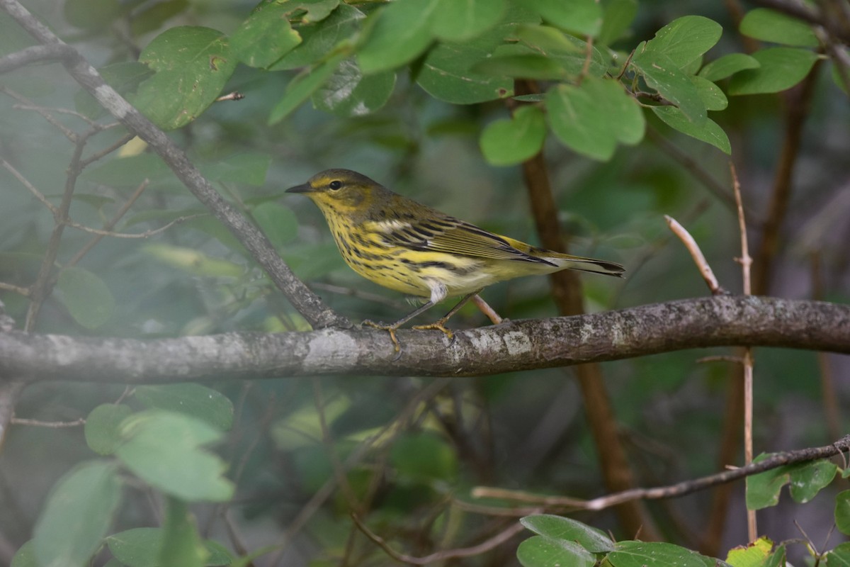 Cape May Warbler - ML478932301