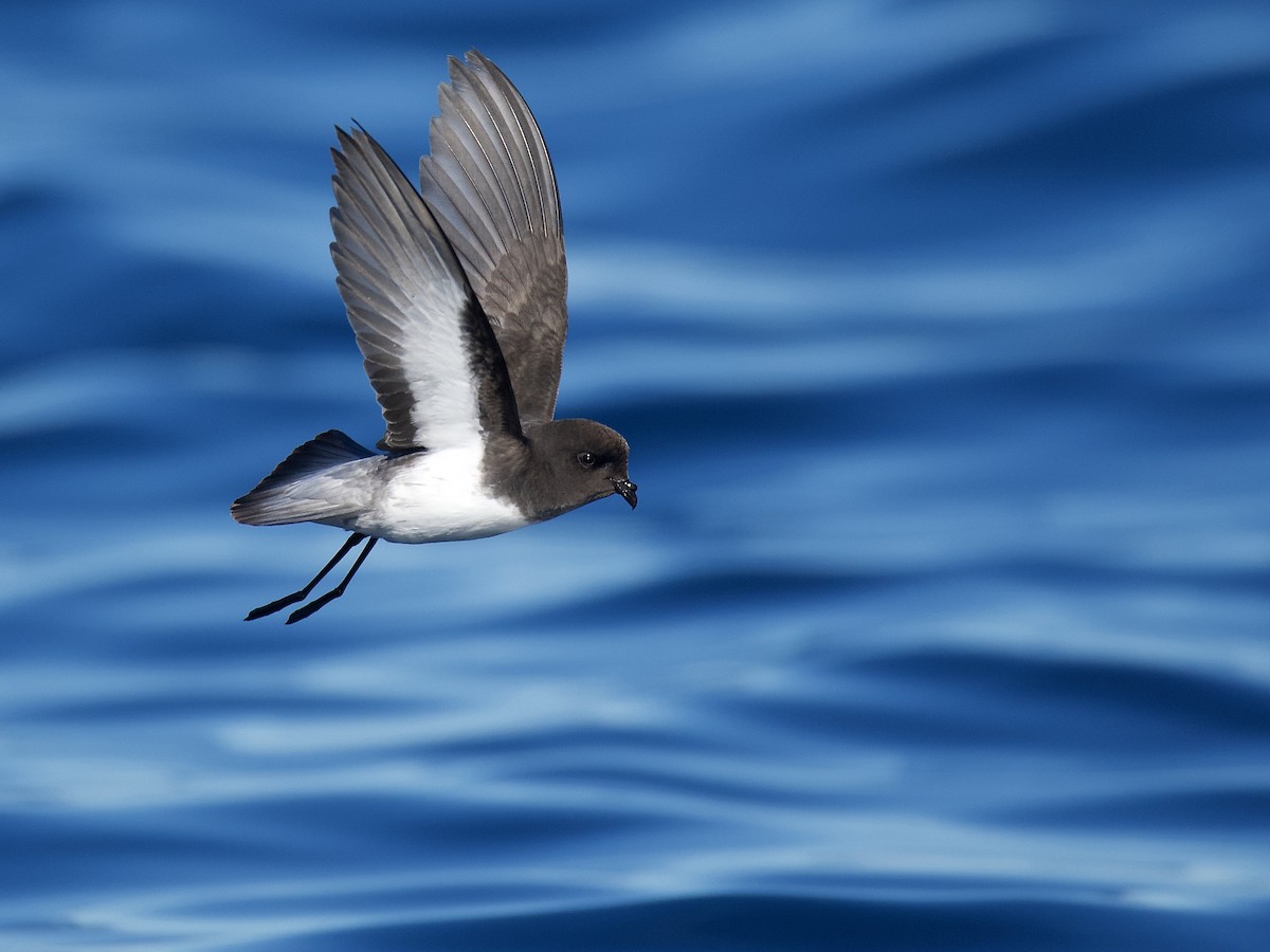 Gray-backed Storm-Petrel - Anonymous