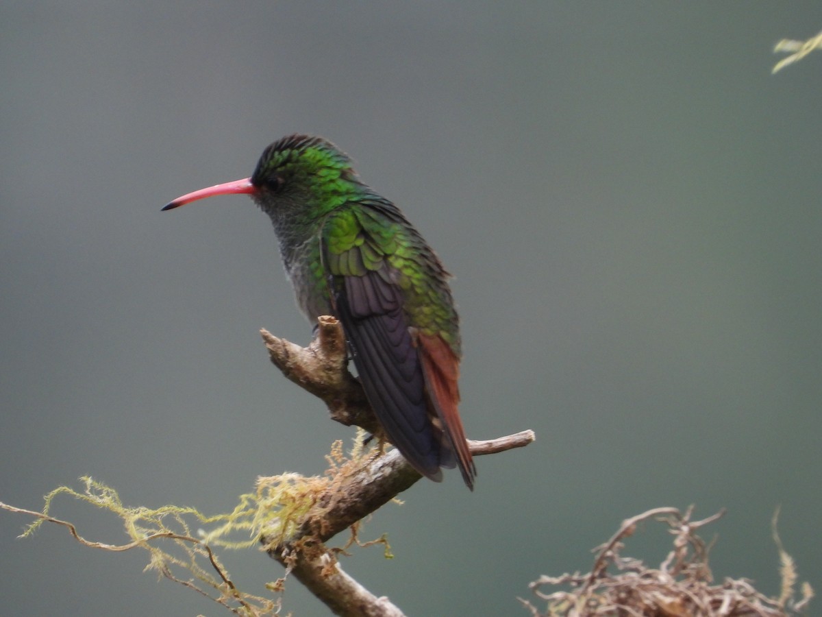 Rufous-tailed Hummingbird - ML478943231