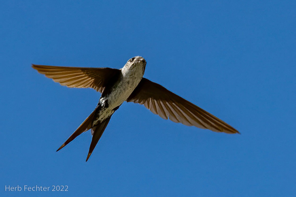 Fork-tailed Palm Swift - ML478954341