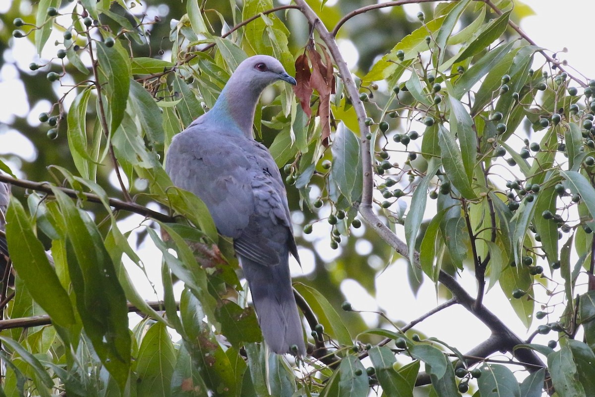 Ring-tailed Pigeon - ML47895511