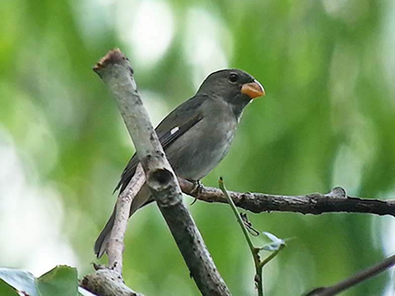Slate-colored Seedeater - Euclides 