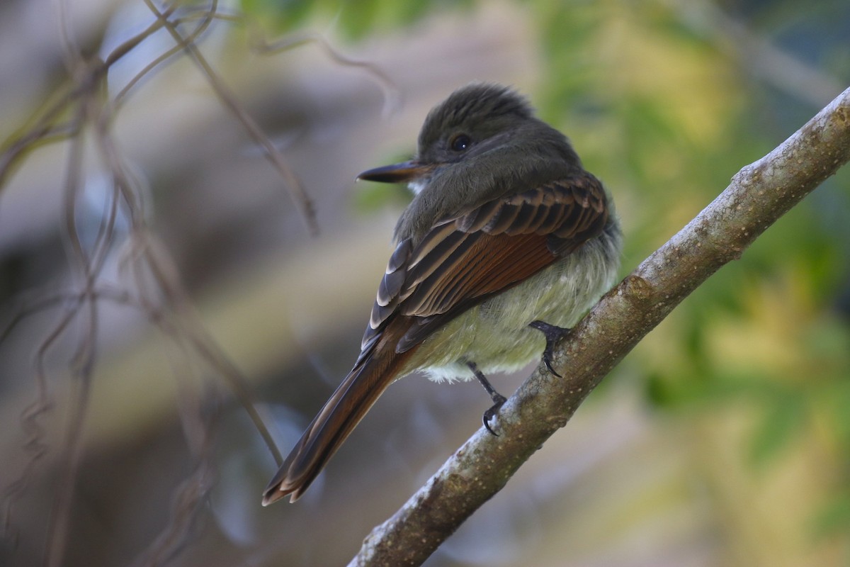 Rufous-tailed Flycatcher - ML47896191