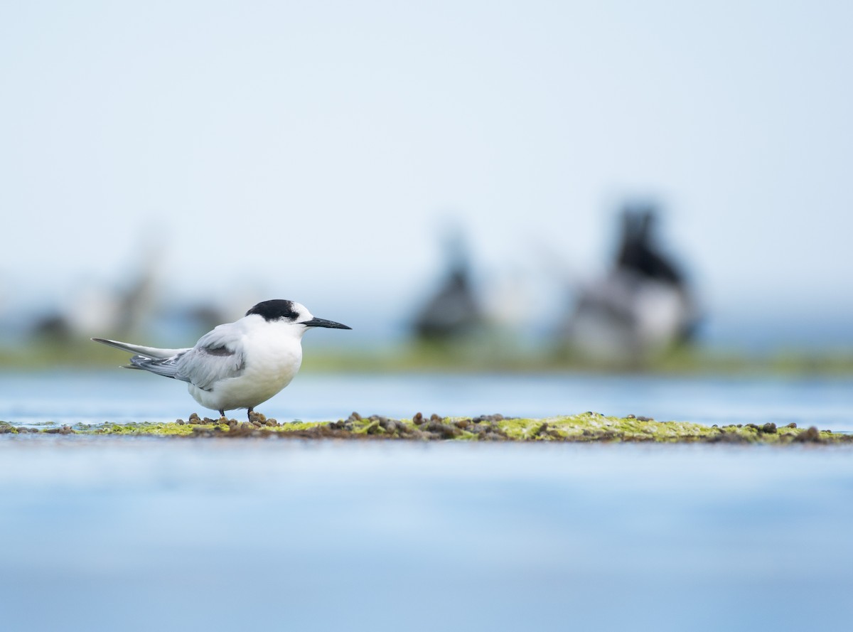 White-fronted Tern - ML478970811