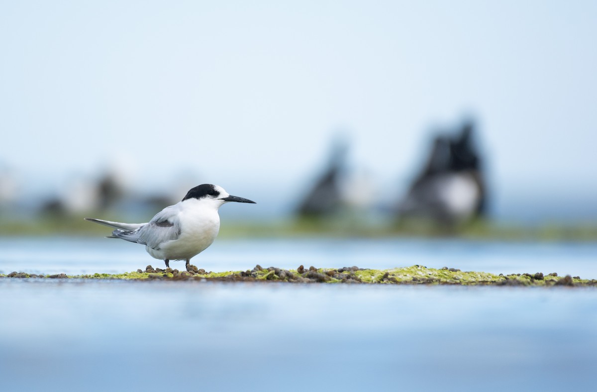 White-fronted Tern - ML478970841