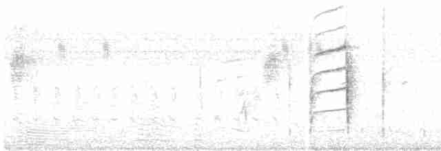 Camaroptère à tête grise (groupe brevicaudata) - ML478973161