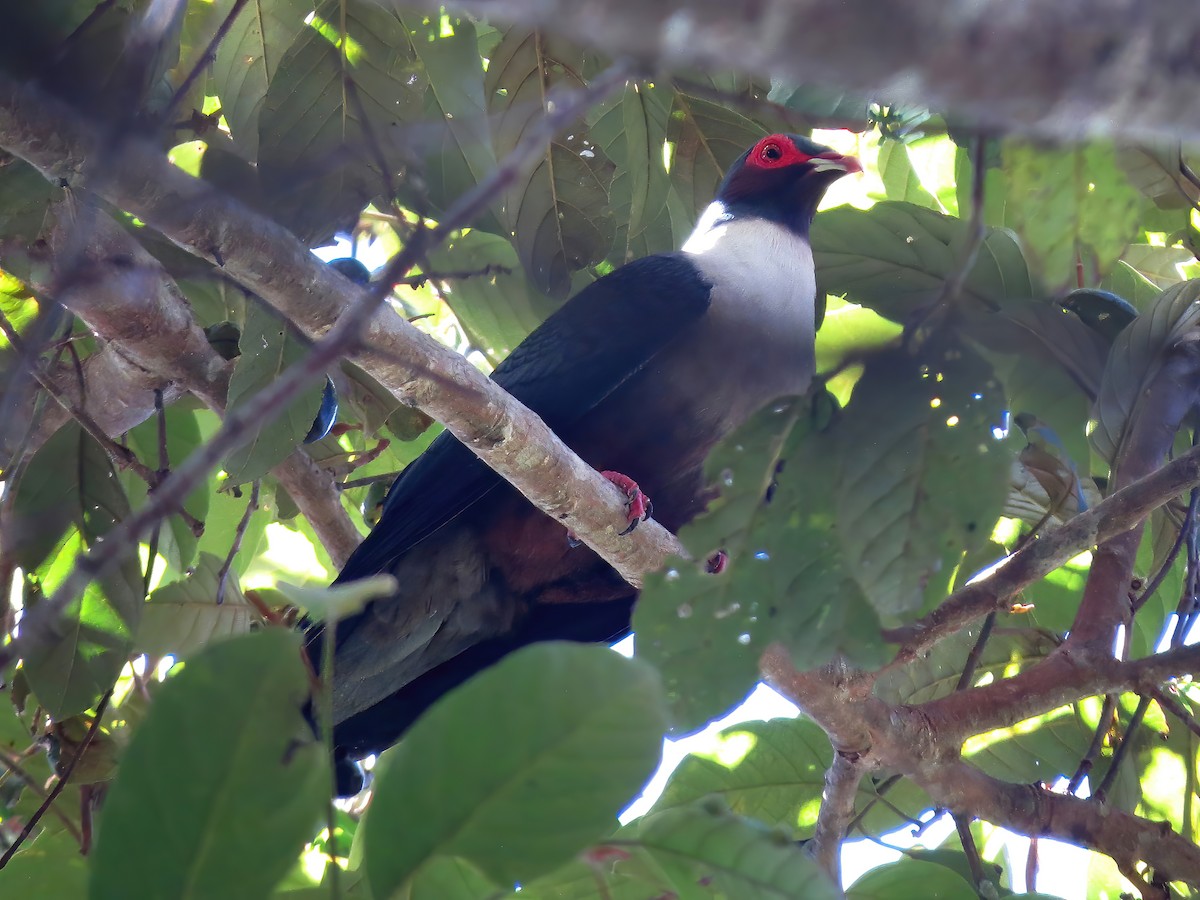 Papuan Mountain-Pigeon - ML478974881