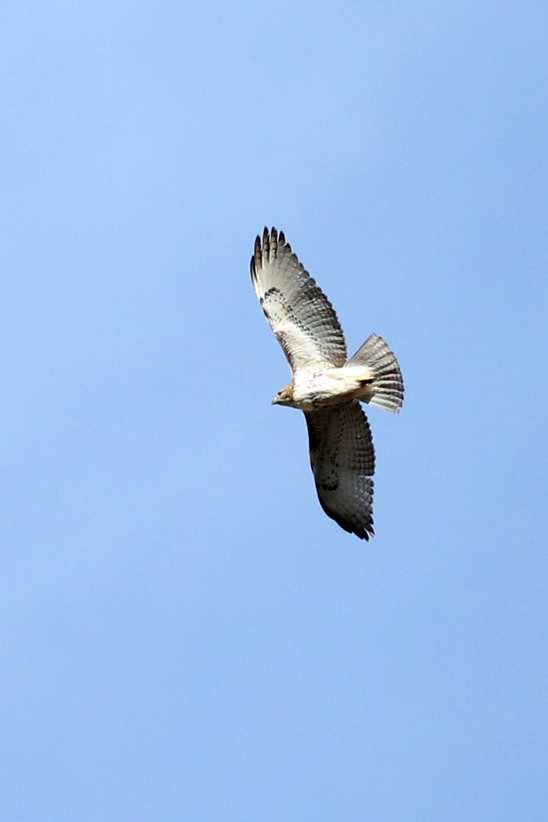 Red-tailed Hawk - ML47897691