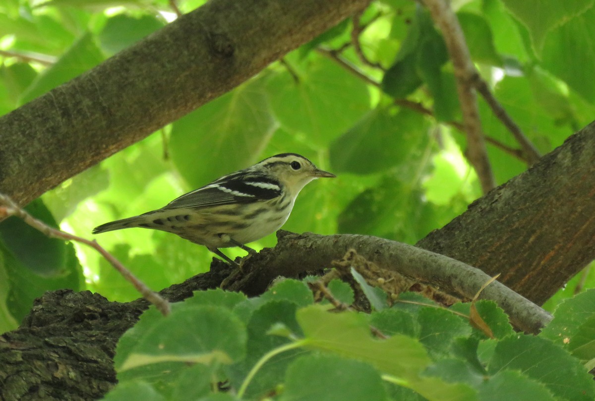 Black-and-white Warbler - ML478979311