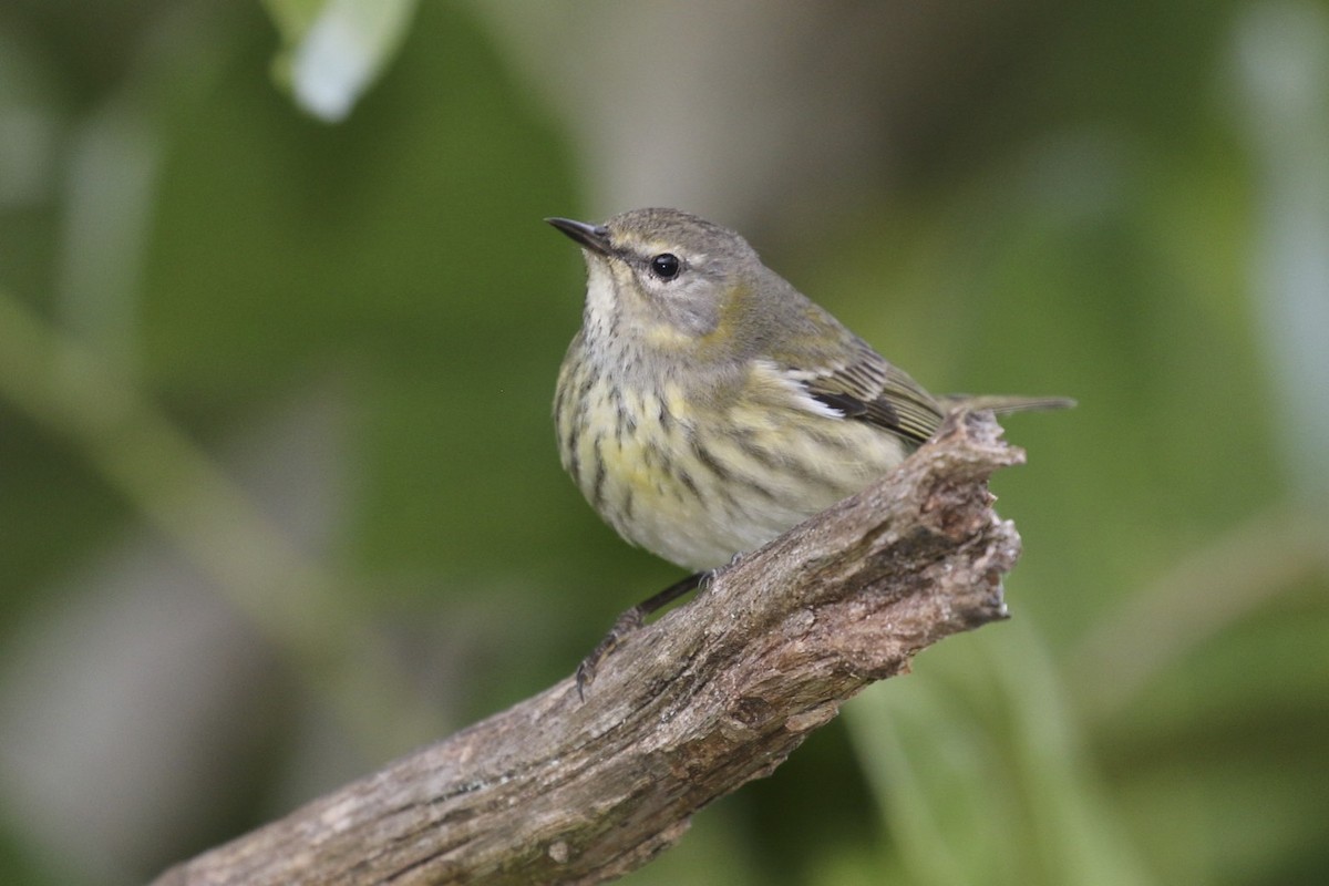Cape May Warbler - ML47898021