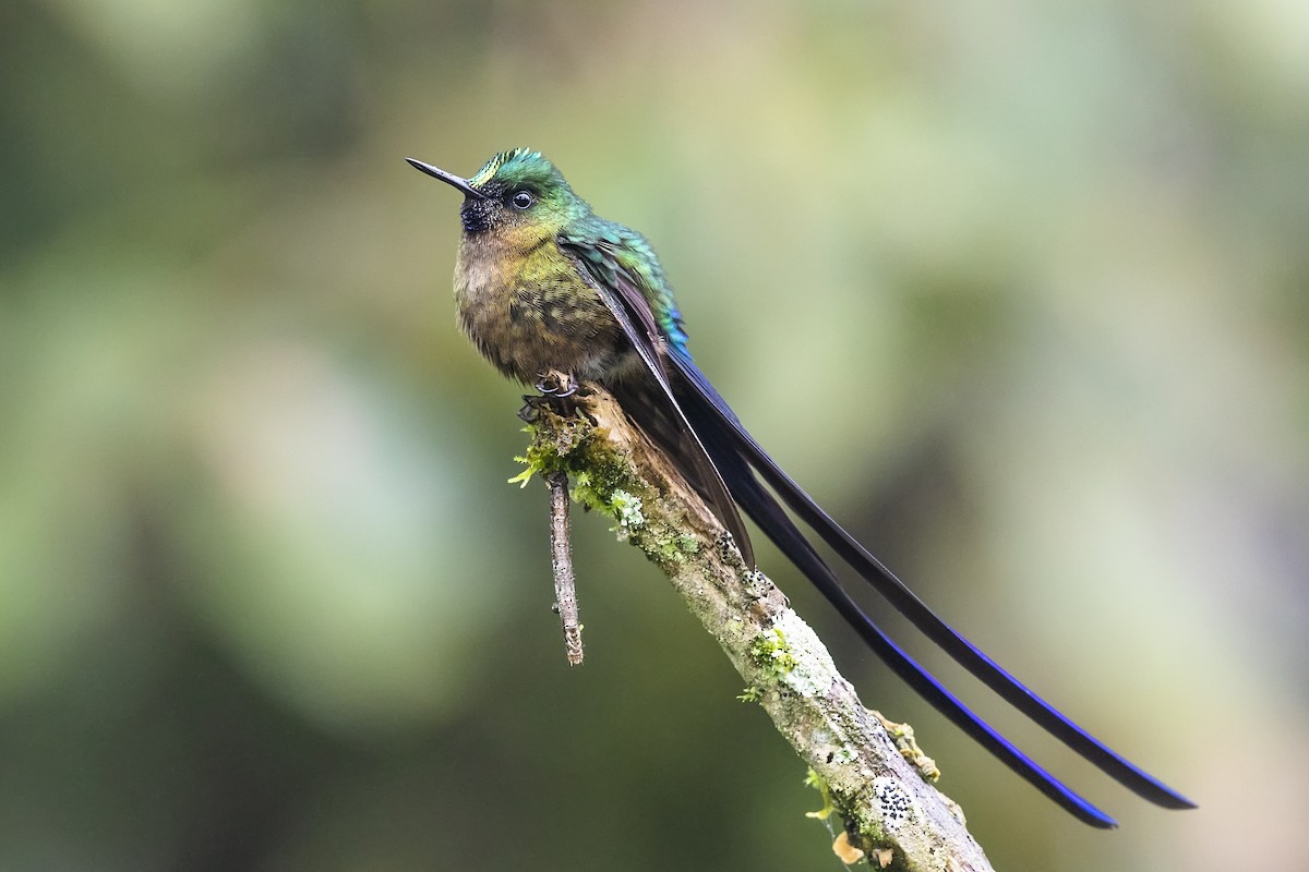 Violet-tailed Sylph - ML478981731