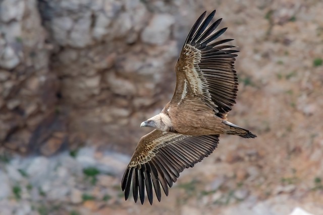 Adult Eurasian Griffon (subspecies <em class="SciName notranslate">fulvus</em>). - Eurasian Griffon - 