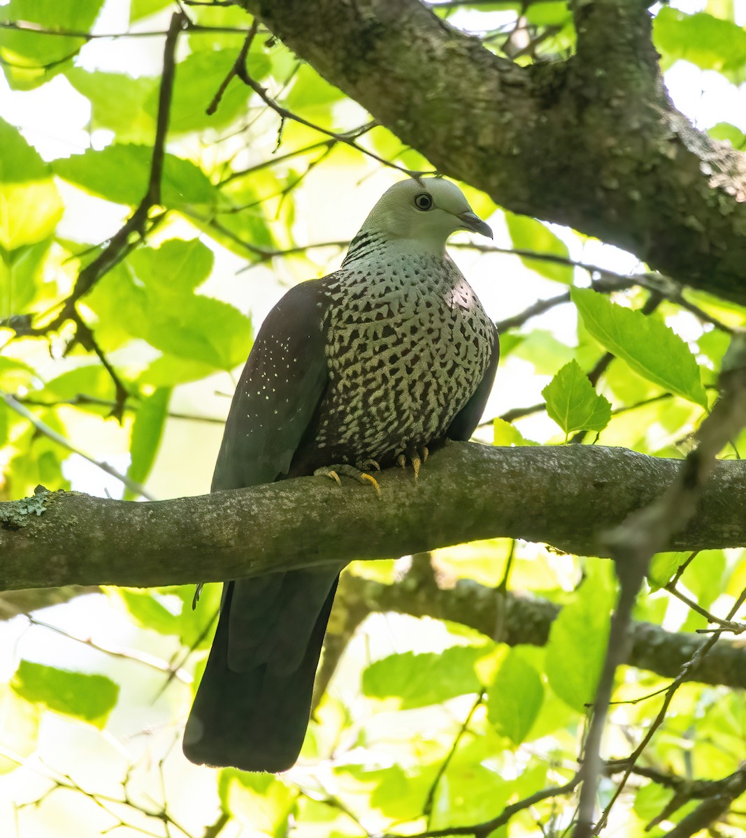 Speckled Wood-Pigeon - ML478981821