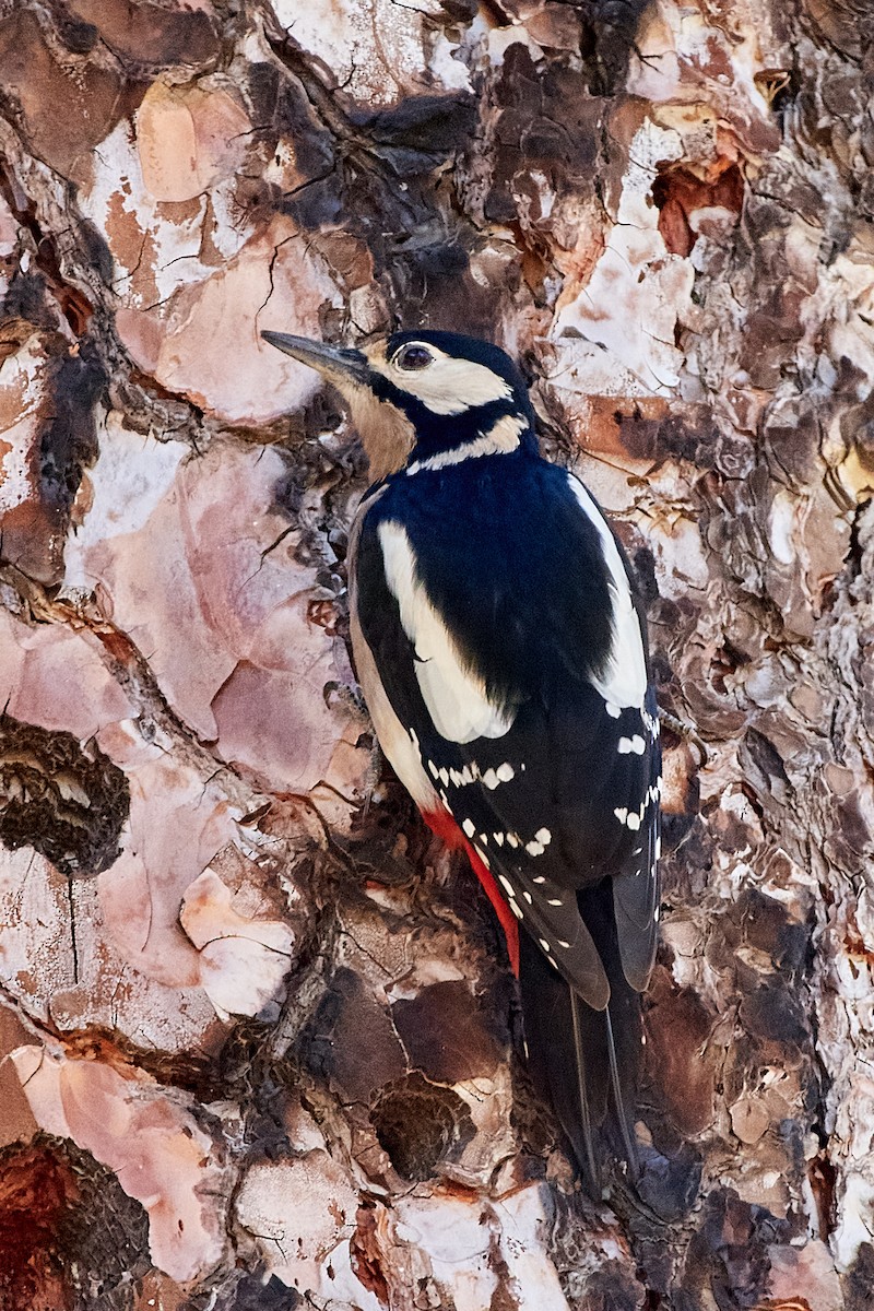 Great Spotted Woodpecker - ML478984521