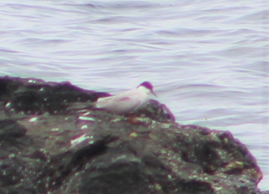 Common Tern - ML478987891