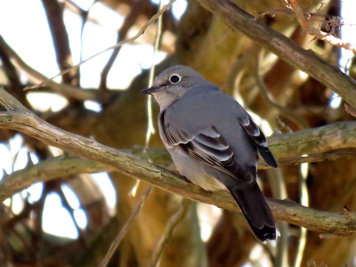 Townsend's Solitaire - ML47899761