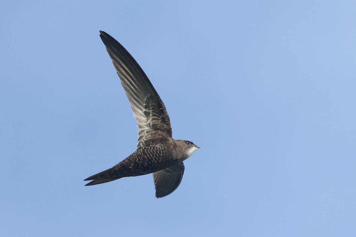 African Swift - Daniel Engelbrecht - Birding Ecotours